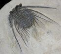Leonaspis prescheri Trilobite - Lghaft, Morocco #37500-2